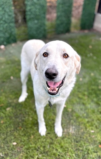 Jelly Roll, the Sweetest
